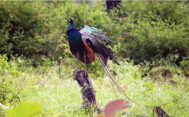 Mudumalai