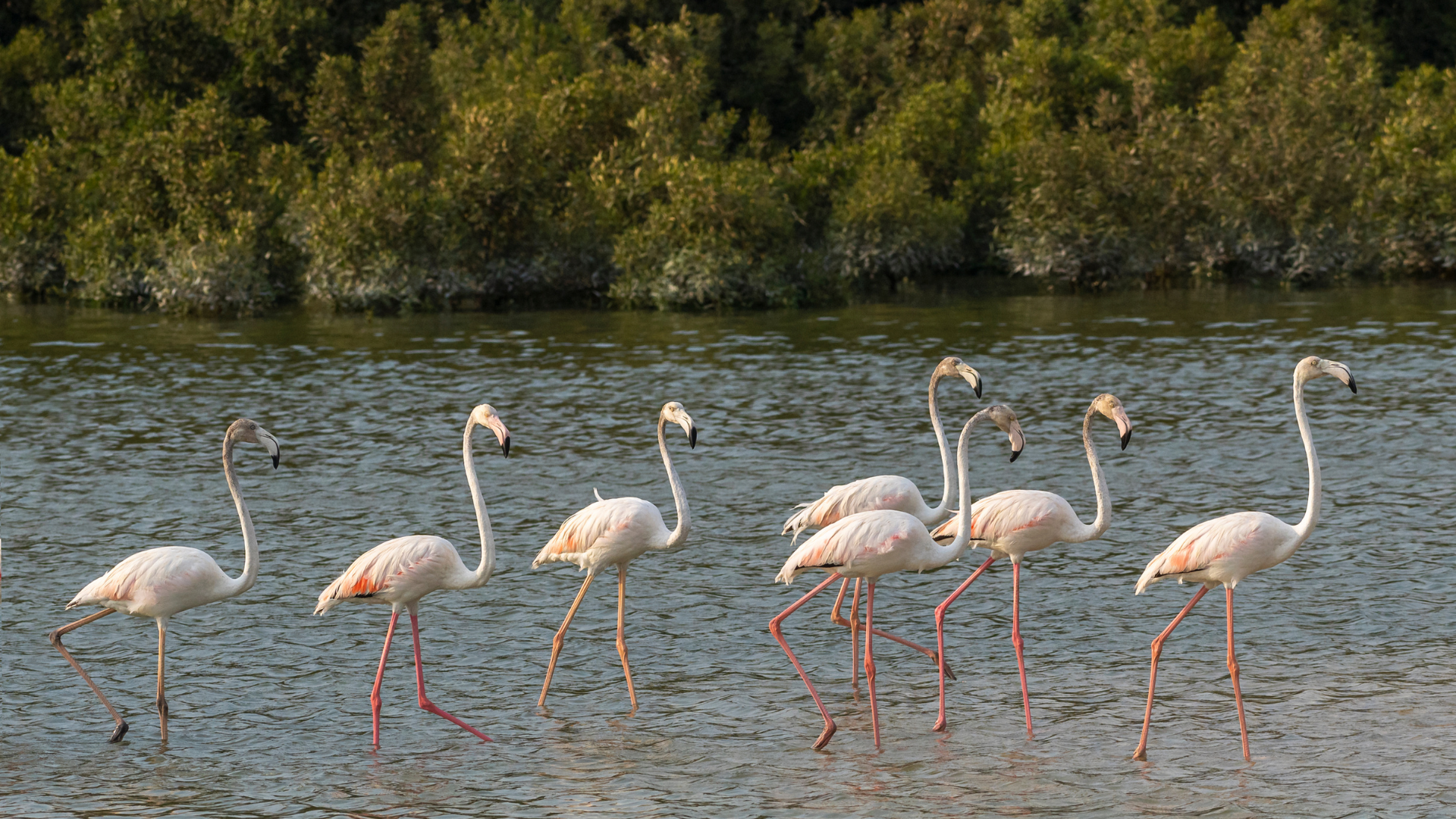 Umm Al Quwain